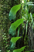 Microsorum linguiforme, basket shaped base of each frond collecting humus like Drynaria, Halisi, Vangunu, Solomon Islands