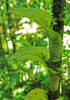 Microsorum linguiforme,  basket shaped base of each frond enfolding tightly the narrow stem support due to thigmotropism, Halisi, Vangunu, Solomon Islands