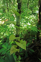 Microsorum linguiforme,  basket shaped base of each frond enfolding tightly the narrow trunk support due to thigmotropism, Halisi, Vangunu, Solomon Islands