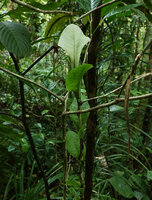 Microsorum linguiforme climbing along a narrow stem, Imbu Rano, Kolombangara, Solomon Islands
