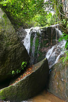 Microsorum pteropus, dense population carpeting a vertical rock in a waterfall, Yangtai Shan, Shenzhen, China