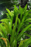 Microsorum punctatum, Mbambanga, Solomon Islands