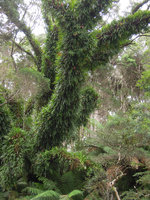 Microsorum pustulatum, fronds covering a tree trunk and branches, Strahan, Tasmania