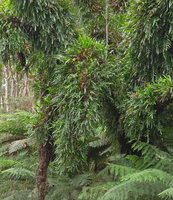 Microsorum pustulatum, fronds detail, Strahan, Tasmania