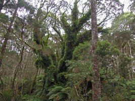 Microsorum pustulatum totally covering a tree trunk and branches, Strahan, Tasmania