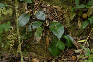 Microsorum whiteheadii, thick succulent shiny fronds, Payakumbuh, West Sumatra