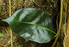 Microsorum whiteheadii, upper adaxial frond surface with prominent punctate hydathodes, Payakumbuh, West Sumatra
