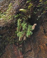 Microstrobos fitzgeraldii in its dripping cliff habitat, Wentworth falls, NSW, Australia
