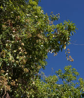 Mikaniopsis clematoides climbing and flowering on trees at forest edge, Simien NP, Ethiopia