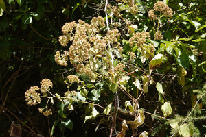 Mikaniopsis clematoides, terminal inflorescences, Simien NP, Ethiopia