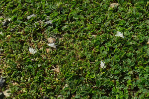 Mimosa viva, a tiny carpeting unarmed species with bijugate leaves and few flowered inflorescences with white stamens, Baracoa, Cuba