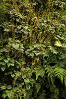 Mitella stylosa, flowering population on the vertical garden, Shinkansen station, Yamaguchi, Japan