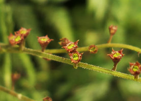Mitella stylosa, rain splash seed dispersal from cup shaped capsular fruits, on the vertical garden, Shinkansen station, Yamaguchi, Japan