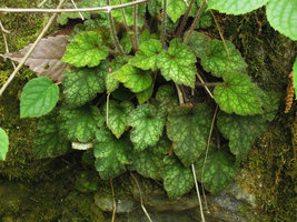 Mitella stylosa, Yamaguchi, Japan