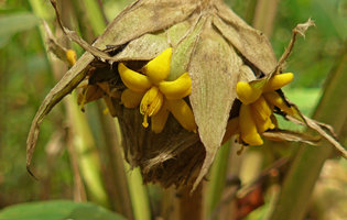 Molineria (= Curculigo) capitulata inflorescence, bracts and flowers close up, Phu Rua NP, Thailand