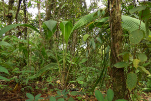 Molineria (= Curculigo) capitulata, leaves and long pedunculate inflorescences, Phu Rua NP, Thailand
