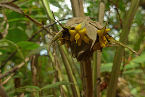 Molineria (= Curculigo) capitulata, nodding inflorescence, bracts and flowers, Phu Rua NP, Thailand