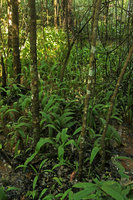 Molineria sp., aquatic population in a preserved swamp forest, Kandawgyi Botanical Garden Pyin U Lwin, Myanmar