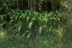 Molineria sp., aquatic vegetative clump in a preserved swamp forest, Kandawgyi Botanical Garden Pyin U Lwin, Myanmar