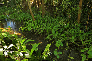 Molineria sp., aquatic vegetative population in a preserved swamp forest, Kandawgyi Botanical Garden Pyin U Lwin, Myanmar