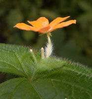Momordica kirkii, female flower, almost entire corolla lobes, short not inflated corolla tube, narrow small sepals, densely hairy ovary and papillate stigma, Katavi NP, Tanzania