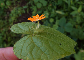 Momordica kirkii, female inflorescence with peduncle adnate to leaf petiole, emerging from a spathe, flowers emerging from a spathe, Katavi NP, Tanzania