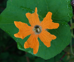 Momordica kirkii, male flower, hairs around tube etrance, stamens united in a phalange, Katavi NP, Tanzania