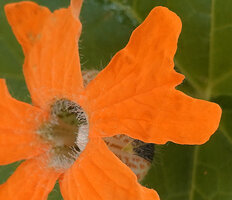 Momordica kirkii, male flower, hairy entrance tube and large inflated tube base, Katavi NP, Tanzania