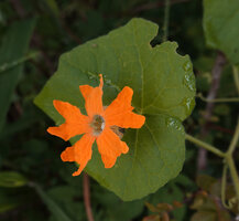 Momordica kirkii, male flower, Katavi NP, Tanzania
