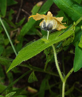 Momordica kirkii, male flower, peduncle adnate to leaf petiole and emerging from a spathe, large brown sepals, inflated tube base of corolla, Katavi NP, Tanzania