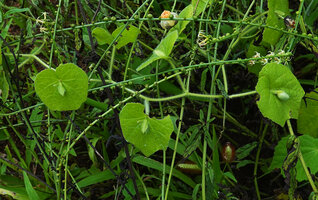 Momordica kirkii, male plant, each axillary few flowered inflorescence peduncle adnate to the subtending leaf petiole and emerging from a spathe, Katavi NP, Tanzania