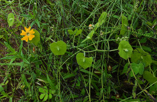 Momordica kirkii, male plant, each axillary flower peduncle adnate to the subtending leaf petiole, Katavi NP, Tanzania