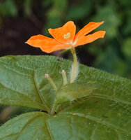 Momordica kirkii, the female inflorescence emerging from a spathe, the peduncle adnate to leaf petiole, Katavi NP, Tanzania