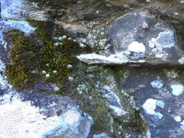 Monanthes polyphylla on rocks covered by mosses and lichens, La Gomera, Canary Islands