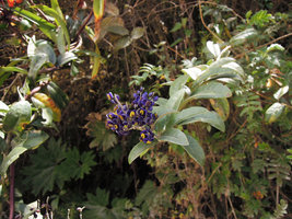 Monnina salicifolia, Manu NP, 3500 m, Peru