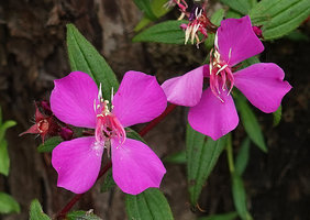 Monochaetum tenellum, flowers, Nebaj, Quiche, Guatemala
