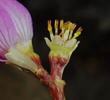 Monolena elliptica, flower after shedding of the bracts and petals showing hypanthium, calyx, stamens and pistil, Mashpi FR, Pichincha, Ecuador