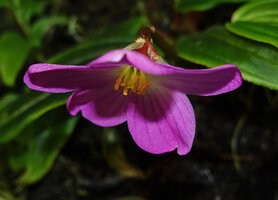 Monolena elliptica, flower at anthesis, lateral view, Mashpi FR, Pichincha, Ecuador