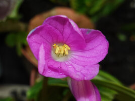 Monolena elliptica, flower on second day, just before withering, Mashpi FR, Pichincha, Ecuador