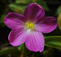 Monolena elliptica, flower some hours after anthesis, Mashpi FR, Pichincha, Ecuador