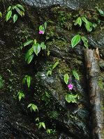 Monolena elliptica in bloom mixed with Dicranopygium seedlings on the vertical mossy rocks in a waterfall, Mashpi FR, Pichincha, Ecuador
