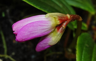 Monolena elliptica, inflorescence bracts and flower hypanthium, Mashpi FR, Pichincha, Ecuador