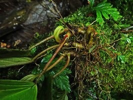 Monolena elliptica, branched tuberous base with only one to two leaves per stem, Mashpi FR, Pichincha, Ecuador