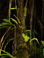 Monolena ovata, epiphytic on perhumid mossy branch, Villavicencio, Meta, Colombia