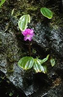 Monolena elliptica flowering on permanently seeping mossy rock along a waterfall, Mashpi FR, Pichincha, Ecuador