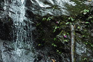Monolena elliptica in a waterfall, Mashpi FR, Pichincha, Ecuador