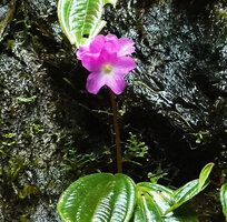 Monolena elliptica, inflorescence, Mashpi FR, Pichincha, Ecuador