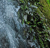 Monolena elliptica in waterfall, Mashpi FR, Pichincha, Ecuador