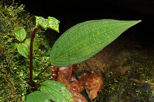 Monolena primuliflora, leaf and maturing fruits, Mashpi FR, Pichincha, Ecuador