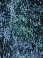 Monolena elliptica thriving under the cataracts of a permanent waterfall, Mashpi FR, Pichincha, Ecuador